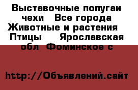 Выставочные попугаи чехи - Все города Животные и растения » Птицы   . Ярославская обл.,Фоминское с.